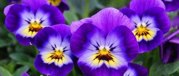 little violets