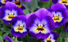 little violets